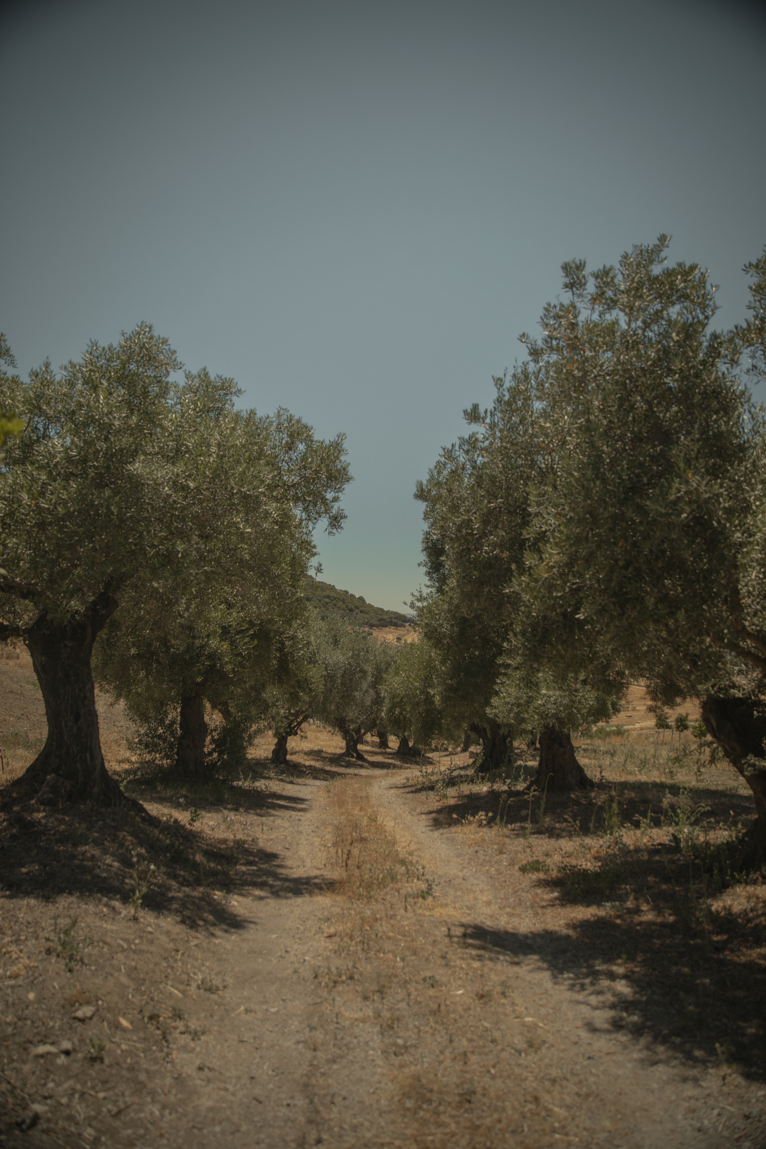 The olive grove for walking sessions