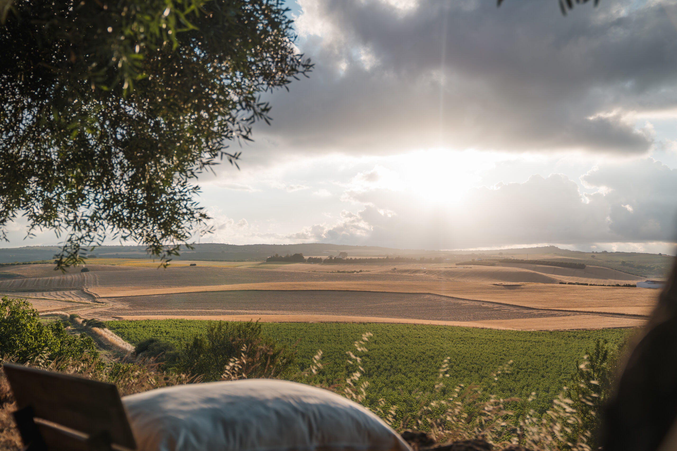 Sunburst through centuries-old olive groves