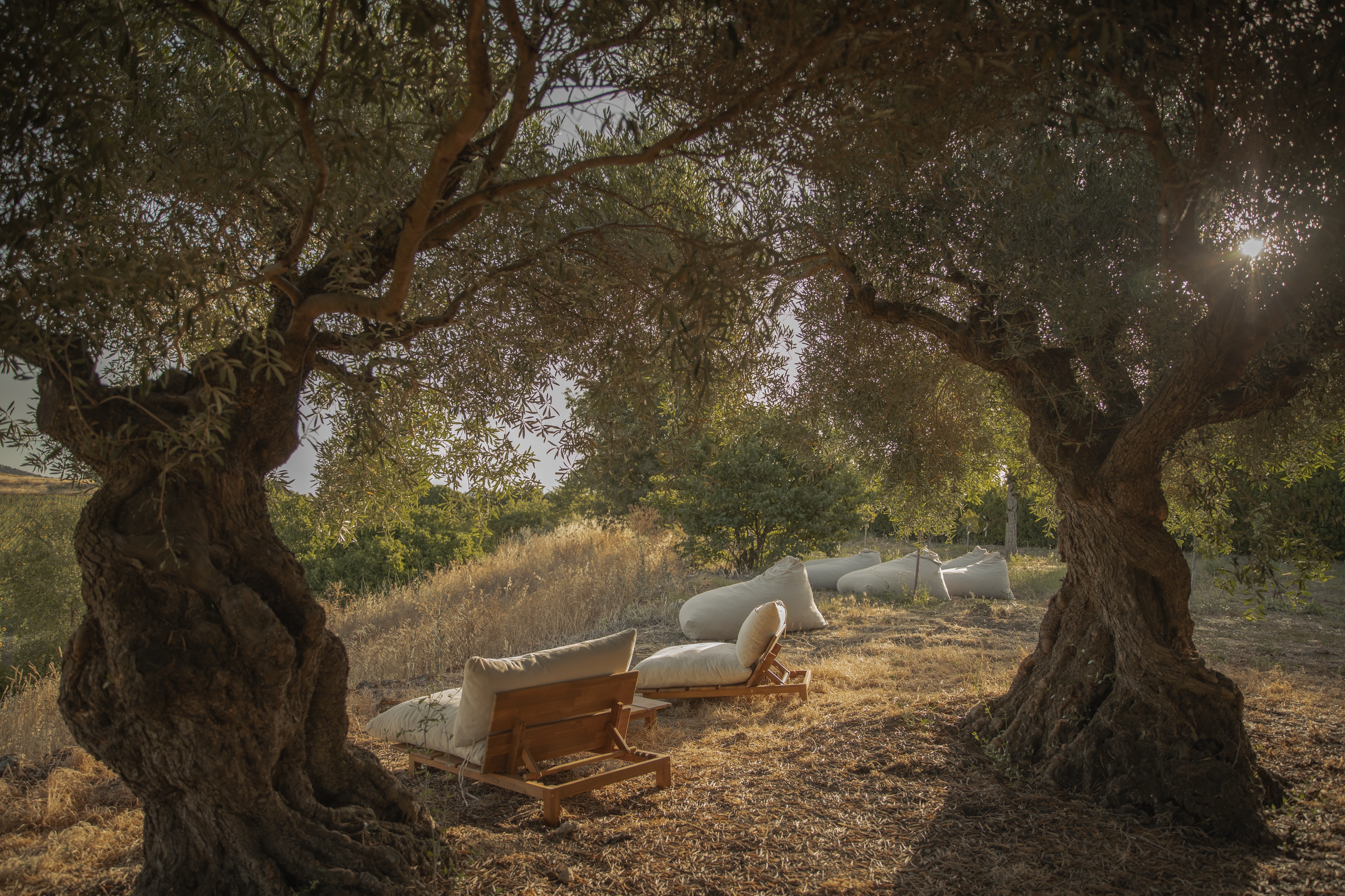 Olive grove loungers · La Casería de Tomillos