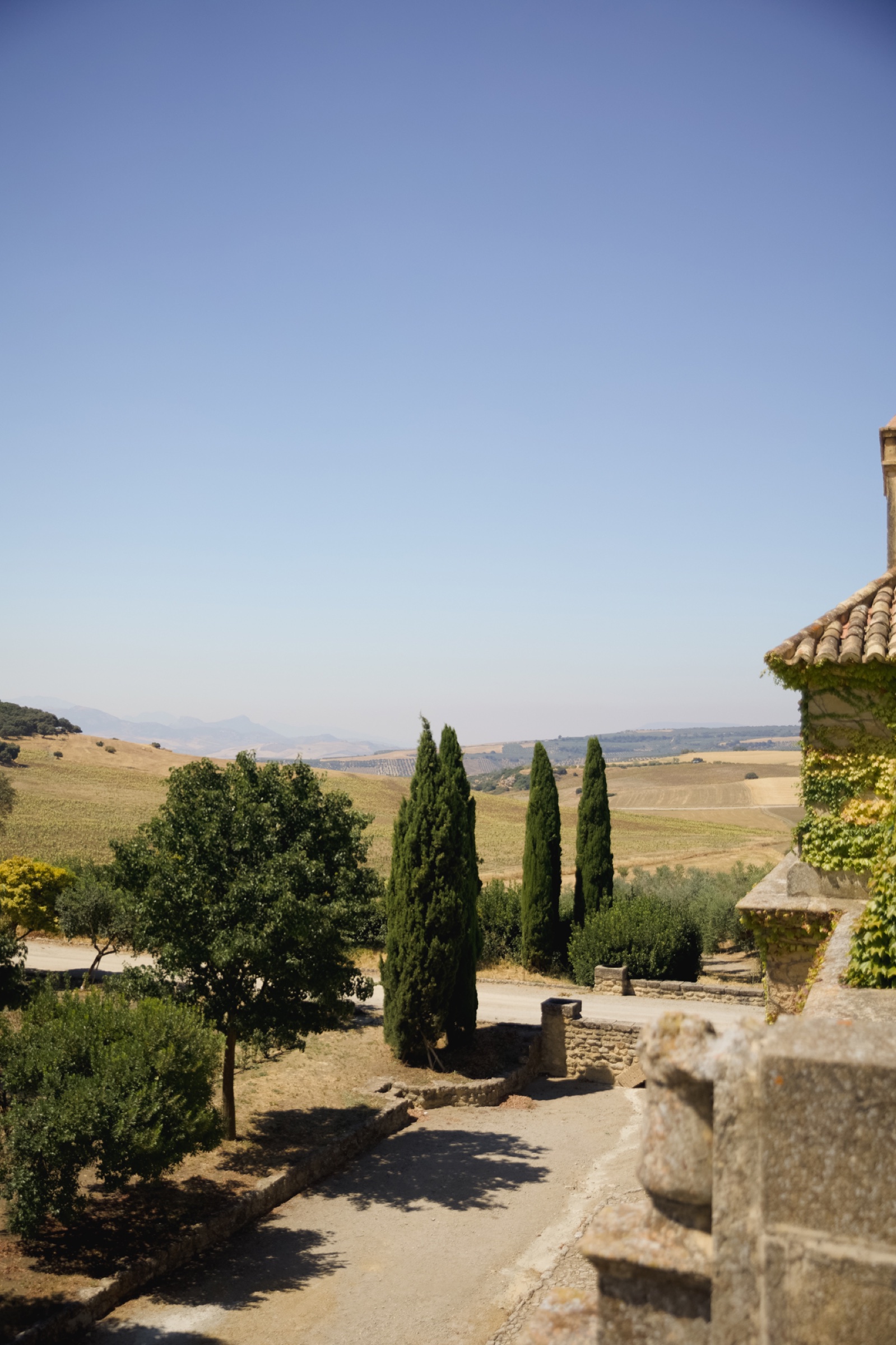 Cypress against the Sierra de Grazalema