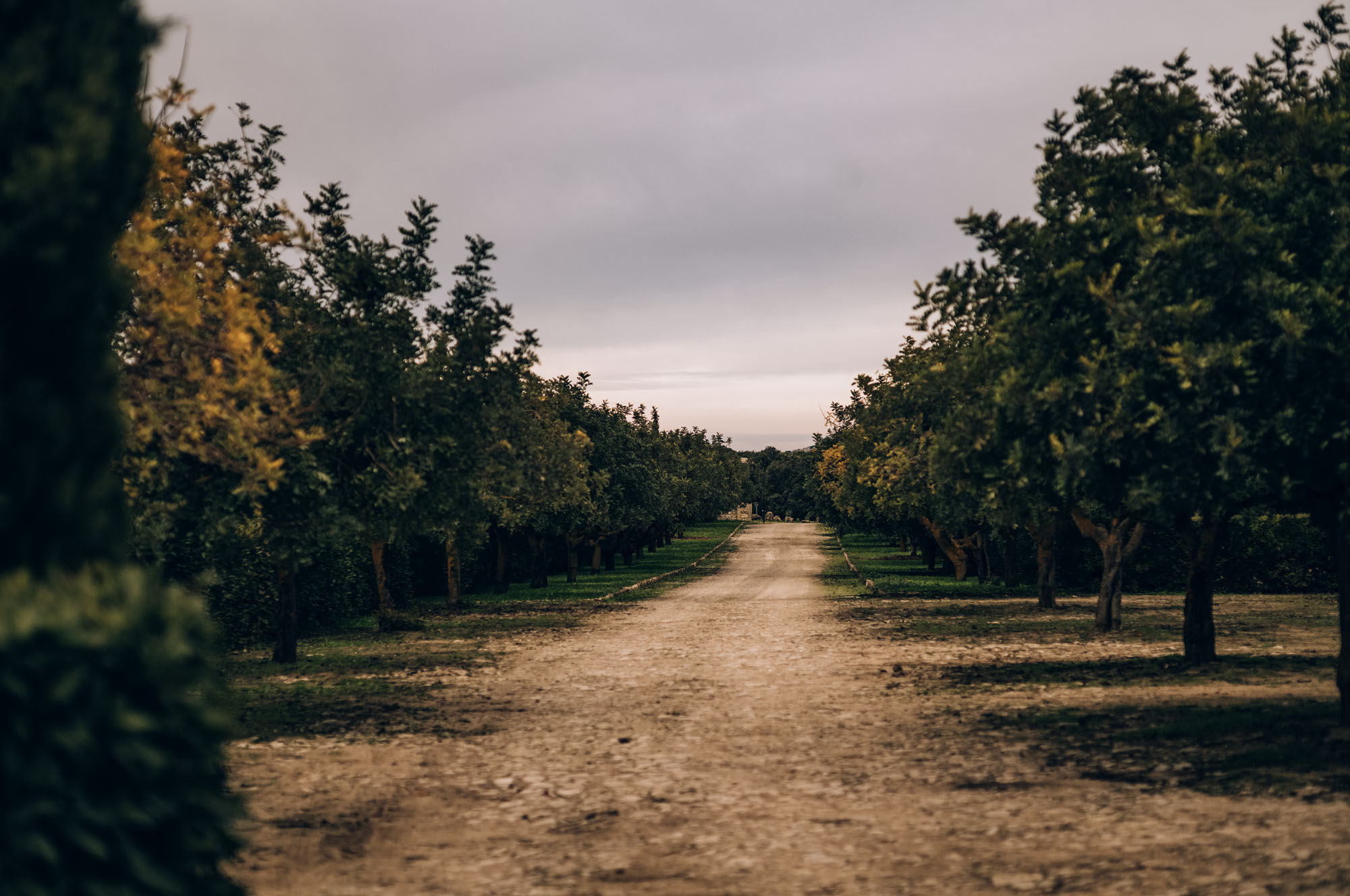 Tree lined road · La Casería de Tomillos